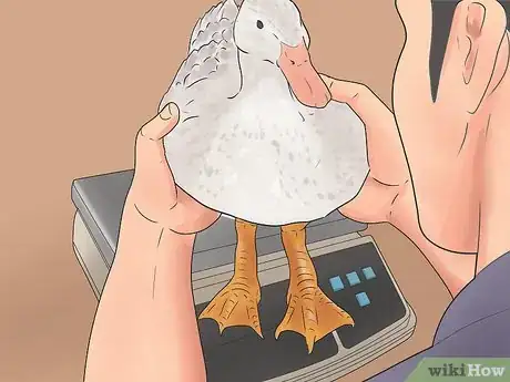 Image intitulée Breed Ducks Step 16