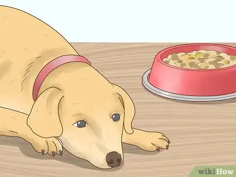 Image intitulée Tell if Your Dog Is in Heat Step 16