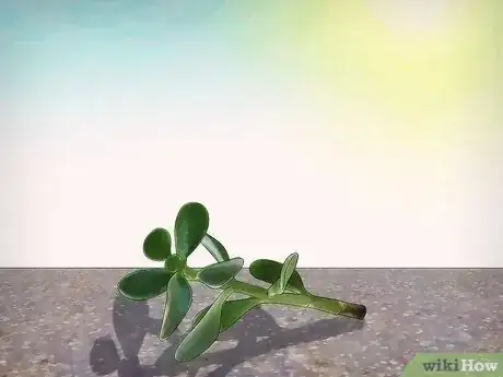 Image intitulée Grow a Jade Plant Step 2
