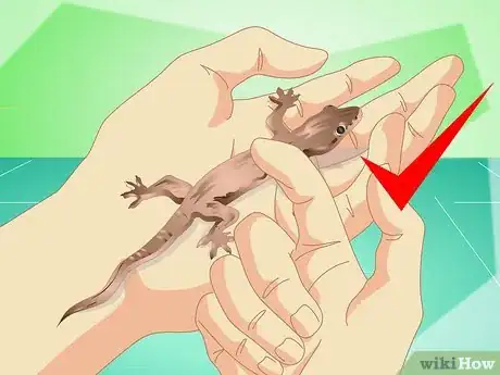 Image intitulée Catch a Common House Lizard and Keep It As a Pet Step 11