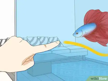 Image intitulée Grow a Bond With Your Betta Fish Step 9