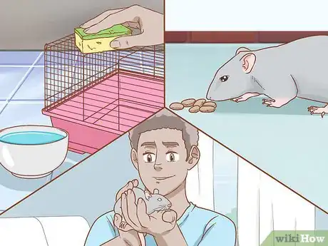 Image intitulée Care for a Pet Rat Step 1