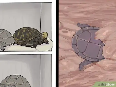 Image intitulée Care for a Hibernating Turtle Step 17
