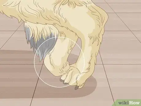 Image intitulée Strengthen an Old Dog's Hind Legs Step 5