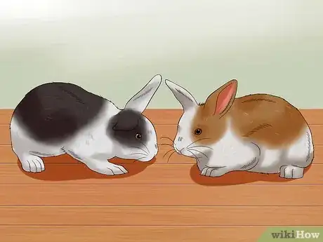Image intitulée Buy a Rabbit Step 6