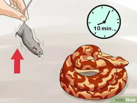 Image intitulée Feed a Snake Step 7