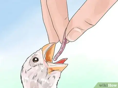 Image intitulée Care for a Fledgling if the Mom Leaves Step 10