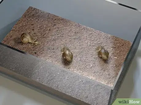 Image intitulée Care for Snails Step 3