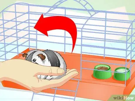 Image intitulée Clean a Guinea Pig Cage Step 2