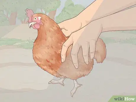 Image intitulée Catch a Chicken Step 3