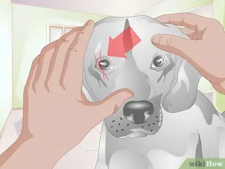 Image intitulée Treat Scratches on Your Dog's Eye Step 1