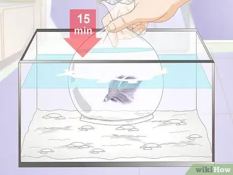 Image intitulée Acclimate Your Betta Step 5