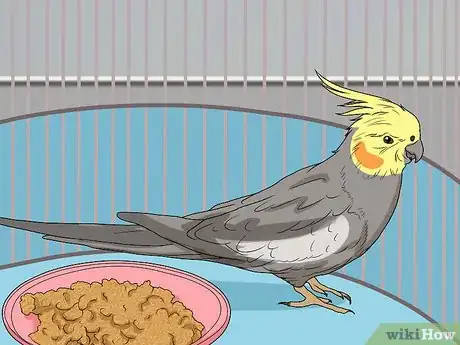 Image intitulée Spot Signs of Illness in a Cockatiel Step 5