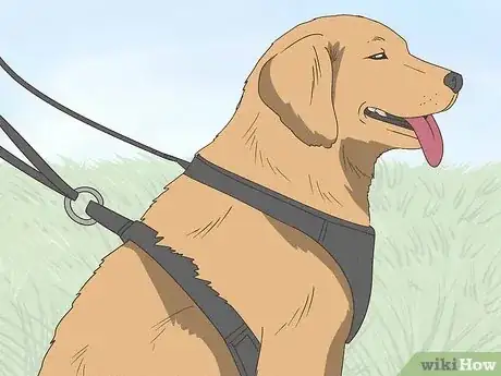 Image intitulée Keep Your Dog Calm After Neutering Step 6