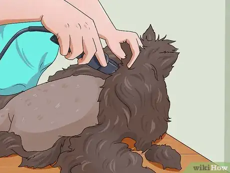 Image intitulée Shave a Cat Step 10