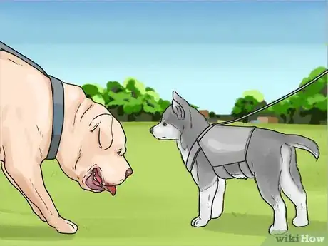 Image intitulée Train and Care for Your New Siberian Husky Puppy Step 7