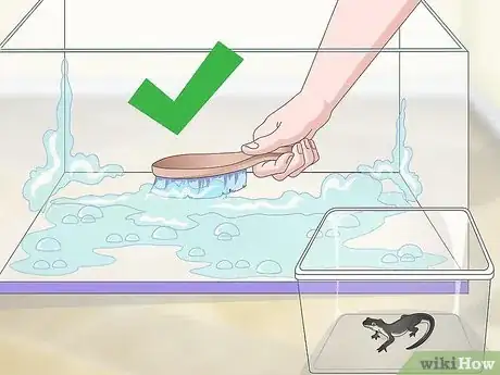 Image intitulée Care for Salamanders Step 7