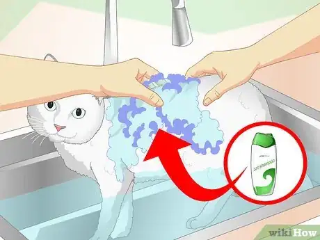 Image intitulée Inconspicuously Bathe a Cat Without Being Scratched Step 8