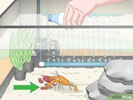 Image intitulée Take Care of Crayfish Step 10