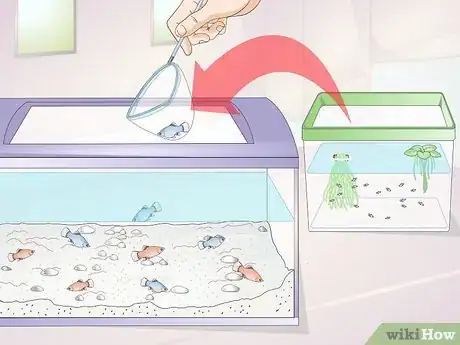 Image intitulée Take Care of Baby Platy Fish Step 6