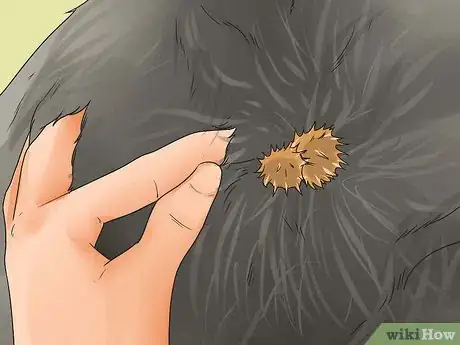 Image intitulée Get Burrs Out of Dog Hair Step 1