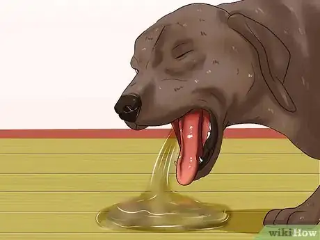 Image intitulée Determine if a Dog Is Dehydrated Step 9
