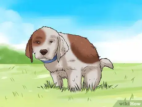 Image intitulée Potty Train a Puppy Step 12