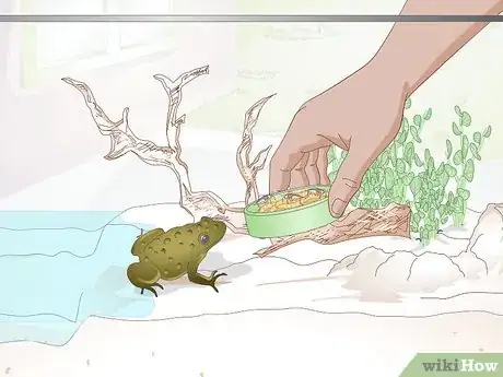 Image intitulée Raise Frogs Step 26