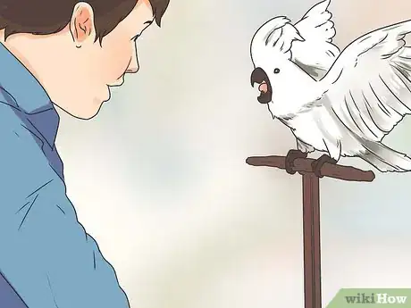 Image intitulée Teach Your Bird to Talk Step 2