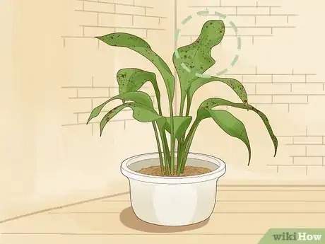 Image intitulée Save an Overwatered Plant Step 2