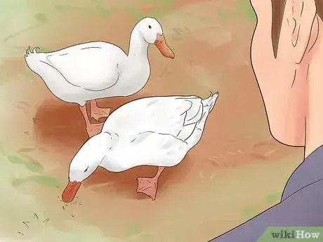 Image intitulée Breed Ducks Step 15