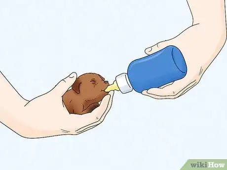 Image intitulée Care for Newborn Puppies Step 34