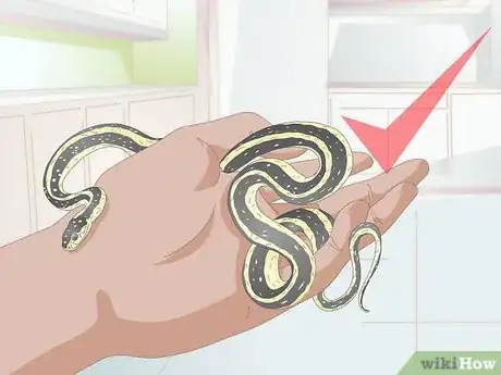 Image intitulée Take Care of a Garter Snake Step 17