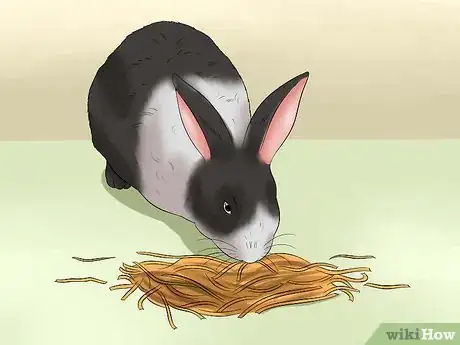 Image intitulée Feed a House Rabbit Step 1
