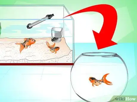 Image intitulée Save a Dying Goldfish Step 17