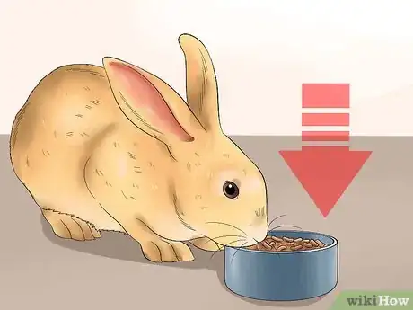 Image intitulée Feed a House Rabbit Step 7