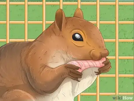 Image intitulée Keep a Pet Squirrel Step 11