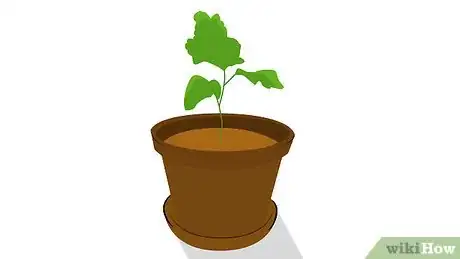 Image intitulée Grow a Sunflower in a Pot Step 7