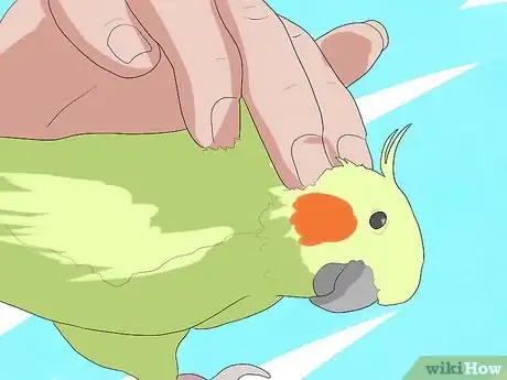 Image intitulée Take Care of a Cockatiel Step 13