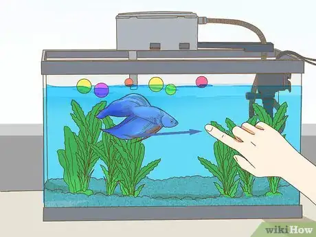 Image intitulée Play With Your Betta Fish Step 4