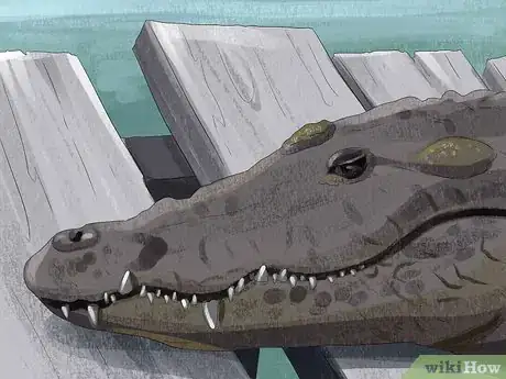 Image intitulée Tell the Difference Between a Crocodile and an Alligator Step 2