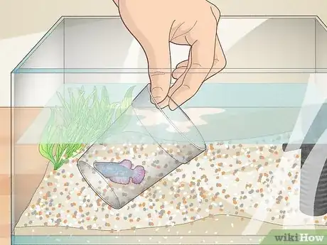 Image intitulée Clean a Betta Fish Tank Step 5