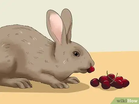 Image intitulée Feed a House Rabbit Step 9
