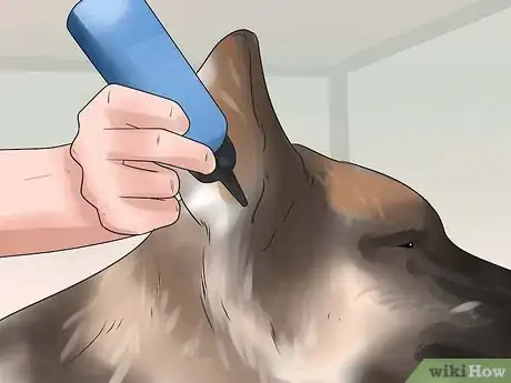 Image intitulée Tape Up Stubborn German Shepherd Puppy Ears Step 16