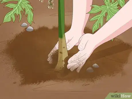 Image intitulée Grow Papaya Step 12