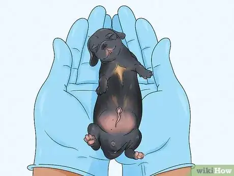 Image intitulée Care for Newborn Puppies Step 16