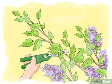 Image intitulée Prune Lilacs Step 2