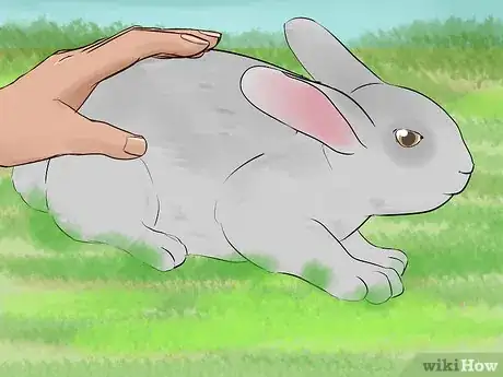 Image intitulée Catch a Pet Rabbit Step 6