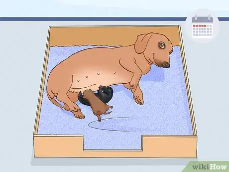 Image intitulée Care for Newborn Puppies Step 18