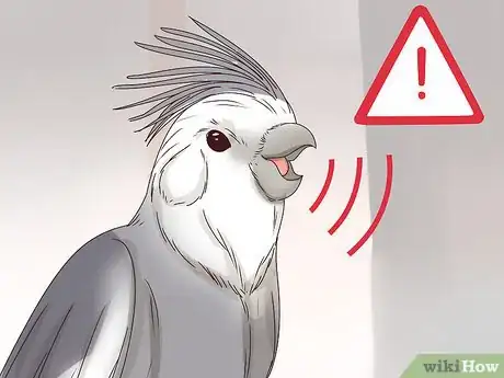 Image intitulée Understand Cockatiel Gestures Step 8